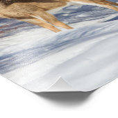 冬の白尾の鹿 フォトプリント            (角)