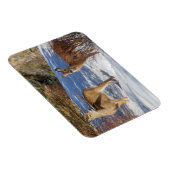 冬の白尾の鹿 マグネット (右側)