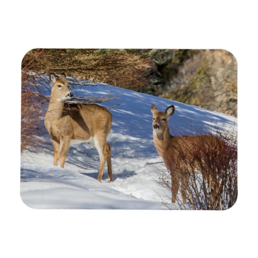 冬の白尾の鹿 マグネット (横)