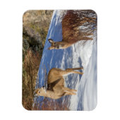 冬の白尾の鹿 マグネット (縦)