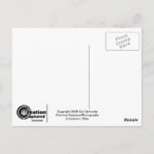 冬の白鳥の上陸はがき ポストカード (裏面)