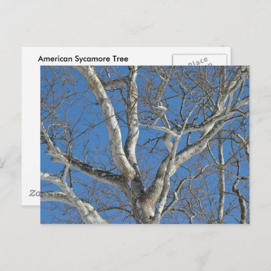 冬の空に立つプラタナスの木のアイテム ポストカード (正面/裏面)