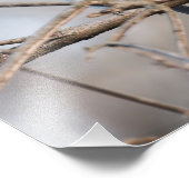 冬の終わりに枝で歌うタフテッドタイトマウス フォトプリント            (角)