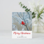 冬の自然写真のルビー色のカーディナル クリスマス シーズンポストカード (スタンド正面)