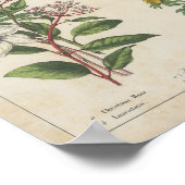 冬の花 | シャーロッテメアリーヨンゲ ポスター (角)