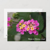 冬の花Tiberias,イスラエルのはがき ポストカード (正面/裏面)