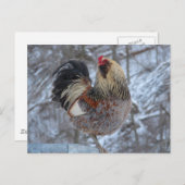 冬の贈り物にアメリカーナ ポストカード (正面/裏面)