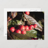 冬の赤い果実，常緑のブッシュ，緑， 浆 果 ポストカード (正面/裏面)