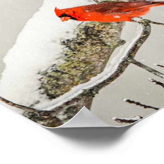 冬の赤い男性の（鳥）ショウジョウコウカンチョウ鳥の野生動物のアーカイブ ポスター (角)