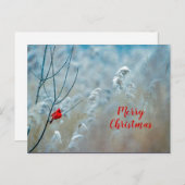冬の赤い（鳥）ショウジョウコウカンチョウ雪の写真クリスマス ポストカード (正面/裏面)