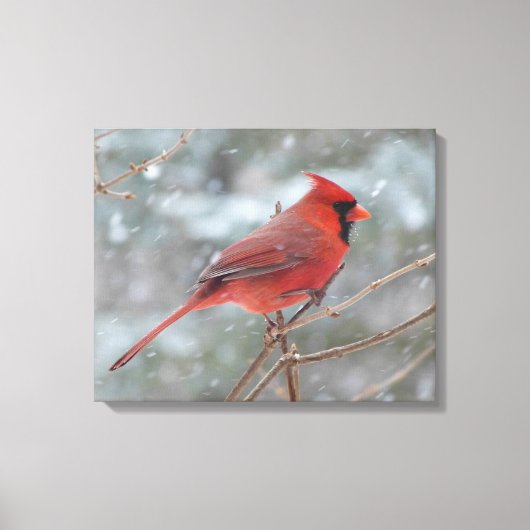 冬の赤い（鳥）ショウジョウコウカンチョウ キャンバスプリント (正面)