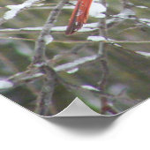 冬の赤い（鳥）ショウジョウコウカンチョウ ポスター (角)