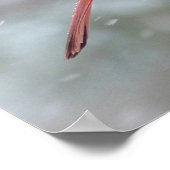 冬の赤い（鳥）ショウジョウコウカンチョウ ポスター (角)