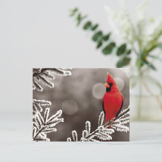 冬の赤い(鳥)ショウジョウコウカンチョウ ポストカード (スタンド正面)
