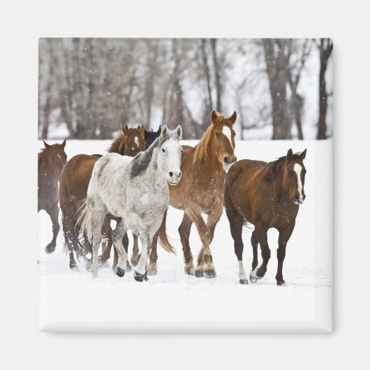 冬の走の景色 マグネット (正面)