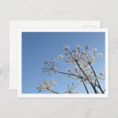 冬の野生の花 ポストカード (正面/裏面)