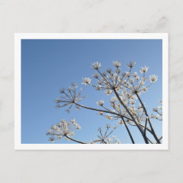 冬の野生の花 ポストカード