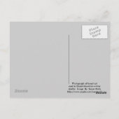 冬の野良の森の猫はがき ポストカード (裏面)