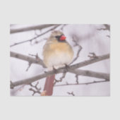 冬の雌のショウジョウコウカンチョウ 薄葉紙 (正面)
