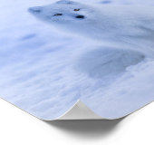 冬の雪が降る可愛い北極キツネ ポスター (角)