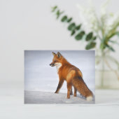冬の雪に赤いキツネ ポストカード (スタンド正面)