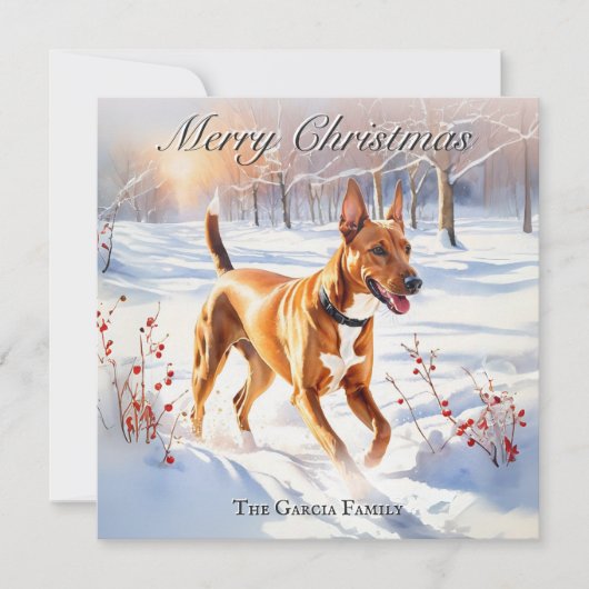 冬の雪の中のファラオ・ハウンド クリスマス (正面)