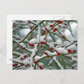 冬の雪の中の赤い果実 ポストカード (正面/裏面)