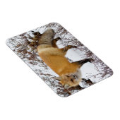 冬の雪の中の赤狐 マグネット (右側)