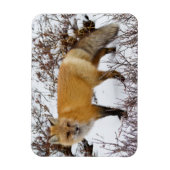 冬の雪の中の赤狐 マグネット (縦)