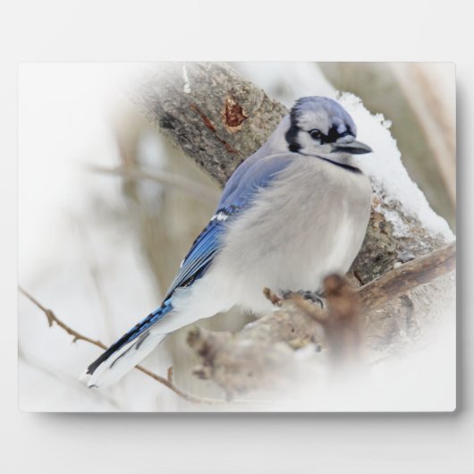 冬の雪の中の青いカケス フォトプラーク (正面)