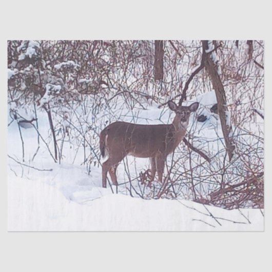 冬の雪の中の鹿　フォトティッシュペーパー 薄葉紙 (正面)