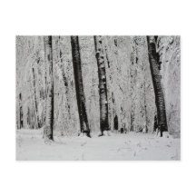 冬の雪の木々