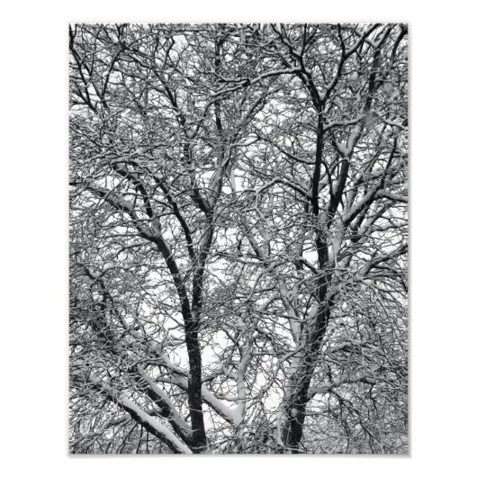 冬の雪の木の枝の写真プリント フォトプリント            (正面)