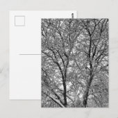 冬の雪の木の枝の写真 ポストカード (正面/裏面)