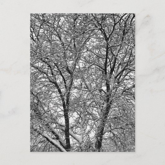 冬の雪の木の枝の写真 ポストカード (正面)