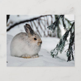 冬の雪の自然シーン-雪のうさぎ シーズンポストカード