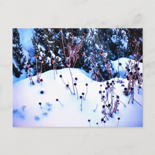 冬の雪の花の頭の木々自然 ポストカード (正面)