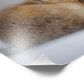 冬の雪の赤いキツネ フォトプリント            (角)