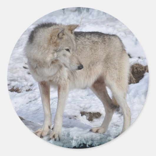 冬の雪の野生動物のグレーの狼の写真 ラウンドシール (正面)