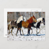 冬の雪の馬 ポストカード (正面/裏面)