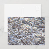 冬の雪氷枝 ポストカード (正面/裏面)