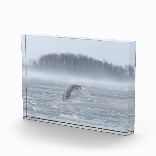 冬の雪飛んでいるフクロウ フォトブロック (右)