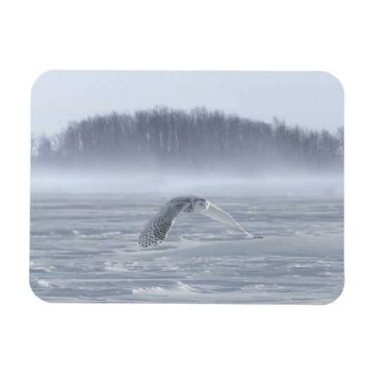 冬の雪飛んでいるフクロウ マグネット (横)