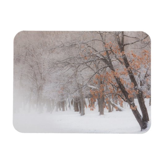 冬の雪 |クスシャロ湖 マグネット (横)