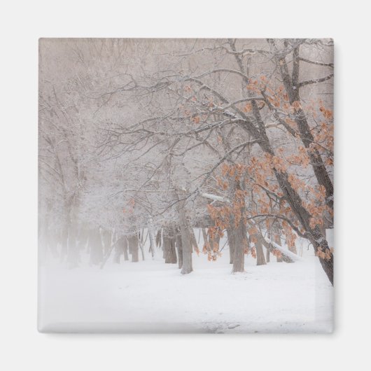 冬の雪 |クスシャロ湖 マグネット (正面)