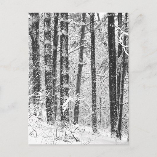 冬の雪 ポストカード (正面)