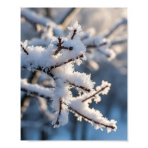 冬の雪 凍った木の枝と陽の光