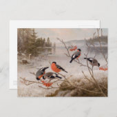 冬の風景でブルフィンチCC0821 Von Wright ポストカード (正面/裏面)