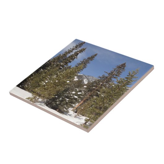 冬の風景にモンタナ山のトレイル写真 タイル (側面)