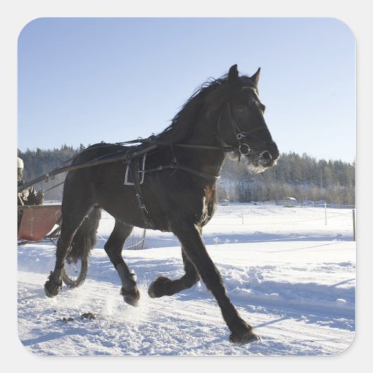 冬の風景の中で馬を訓練すること スクエアシール (正面)